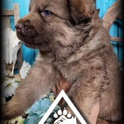 FB_IMG_1743552929750