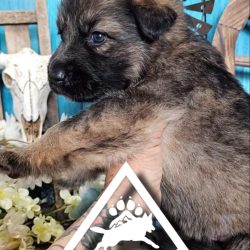 FB_IMG_1743552933200