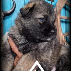 FB_IMG_1743552939419