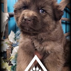 {"remix_data":[],"remix_entry_point":"challenges","source_tags":["local"],"origin":"unknown","total_draw_time":0,"total_draw_actions":0,"layers_used":0,"brushes_used":0,"photos_added":0,"total_editor_actions":{},"tools_used":{"transform":1,"effects":1},"is_sticker":false,"edited_since_last_sticker_save":true,"containsFTESticker":false}