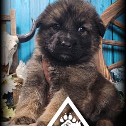 {"remix_data":[],"remix_entry_point":"challenges","source_tags":["local"],"origin":"unknown","total_draw_time":0,"total_draw_actions":0,"layers_used":0,"brushes_used":0,"photos_added":0,"total_editor_actions":{},"tools_used":{"stretch":1,"transform":1,"effects":1,"remove":1},"is_sticker":false,"edited_since_last_sticker_save":true,"containsFTESticker":false}