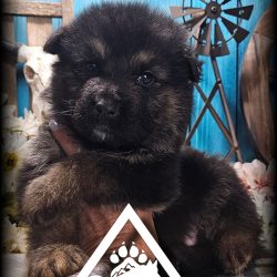 {"remix_data":[],"remix_entry_point":"challenges","source_tags":["local"],"origin":"unknown","total_draw_time":0,"total_draw_actions":0,"layers_used":0,"brushes_used":0,"photos_added":0,"total_editor_actions":{},"tools_used":{"transform":1,"effects":1,"remove":1},"is_sticker":false,"edited_since_last_sticker_save":true,"containsFTESticker":false}