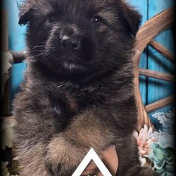 {"remix_data":[],"remix_entry_point":"challenges","source_tags":["local"],"origin":"unknown","total_draw_time":0,"total_draw_actions":0,"layers_used":0,"brushes_used":0,"photos_added":0,"total_editor_actions":{},"tools_used":{"transform":2,"effects":1},"is_sticker":false,"edited_since_last_sticker_save":true,"containsFTESticker":false}