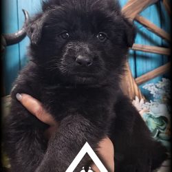 {"remix_data":[],"remix_entry_point":"challenges","source_tags":["local"],"origin":"unknown","total_draw_time":0,"total_draw_actions":0,"layers_used":0,"brushes_used":0,"photos_added":0,"total_editor_actions":{},"tools_used":{"transform":1,"effects":1},"is_sticker":false,"edited_since_last_sticker_save":true,"containsFTESticker":false}