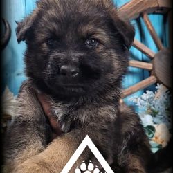 {"remix_data":[],"remix_entry_point":"challenges","source_tags":["local"],"origin":"unknown","total_draw_time":0,"total_draw_actions":0,"layers_used":0,"brushes_used":0,"photos_added":0,"total_editor_actions":{},"tools_used":{"transform":1,"effects":1},"is_sticker":false,"edited_since_last_sticker_save":true,"containsFTESticker":false}