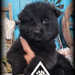 {"remix_data":[],"remix_entry_point":"challenges","source_tags":["local"],"origin":"unknown","total_draw_time":0,"total_draw_actions":0,"layers_used":0,"brushes_used":0,"photos_added":0,"total_editor_actions":{},"tools_used":{"stretch":1,"transform":3,"effects":1,"remove":1},"is_sticker":false,"edited_since_last_sticker_save":true,"containsFTESticker":false}