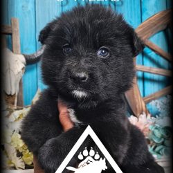 {"remix_data":[],"remix_entry_point":"challenges","source_tags":["local"],"origin":"unknown","total_draw_time":0,"total_draw_actions":0,"layers_used":0,"brushes_used":0,"photos_added":0,"total_editor_actions":{},"tools_used":{"stretch":1,"transform":1,"beautify":1,"effects":1,"remove":1},"is_sticker":false,"edited_since_last_sticker_save":true,"containsFTESticker":false}