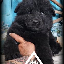 {"remix_data":[],"remix_entry_point":"challenges","source_tags":["local"],"origin":"unknown","total_draw_time":0,"total_draw_actions":0,"layers_used":0,"brushes_used":0,"photos_added":0,"total_editor_actions":{},"tools_used":{"remove":1,"transform":2,"effects":1},"is_sticker":false,"edited_since_last_sticker_save":true,"containsFTESticker":false}